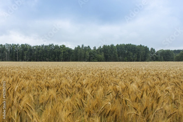 Obraz Wheat field