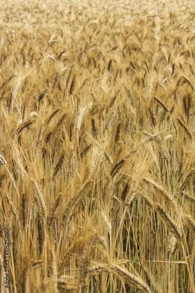 Fototapeta Wheat field