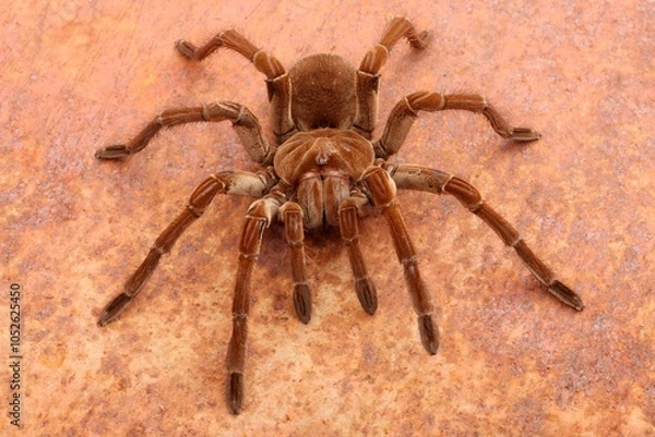 Obraz Goliath Birdeater Tarantula (Theraphosa blondi) against rusty background