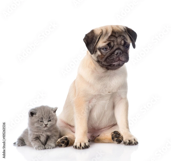 Fototapeta Sad pug puppy with sleeping scottish kitten. isolated on white b