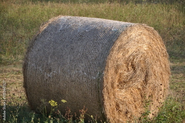 Fototapeta Baled dry hay in a field in Grobnik near the city of Rijeka in Croatia.Straw field with round dry hay bales in front of mountain range.