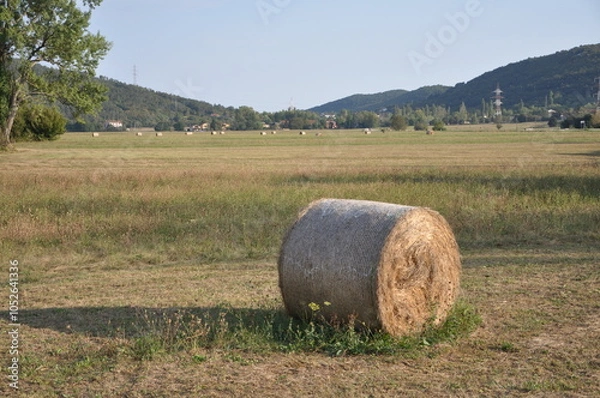 Fototapeta Baled dry hay in a field in Grobnik near the city of Rijeka in Croatia.Straw field with round dry hay bales in front of mountain range.