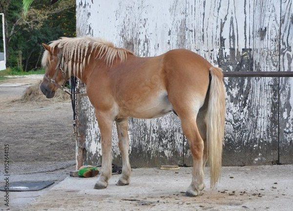 Fototapeta Horse standing alone in front of a stable.