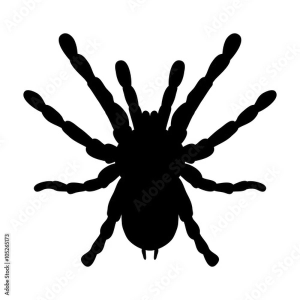 Fototapeta insect in magnifier. Brachypelma smithi, spider female. Sketch of spider. Tarantula Design for coloring book. Vector
