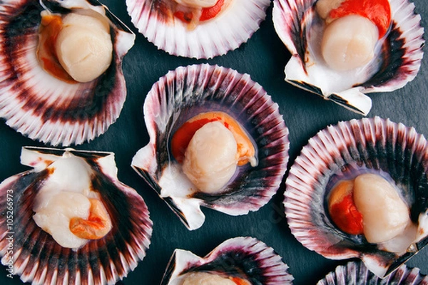 Fototapeta Scallops background
