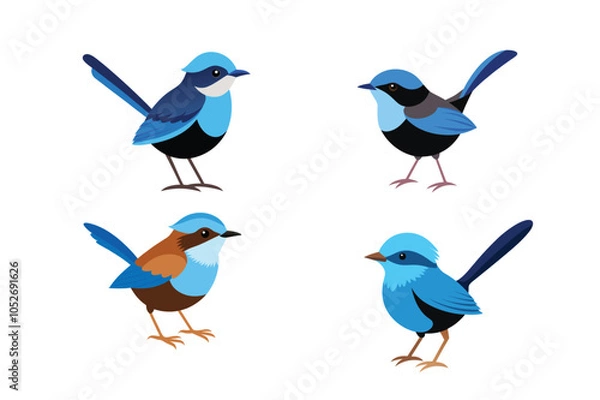 Fototapeta Australian Fairy-Wren Bird vector artwork