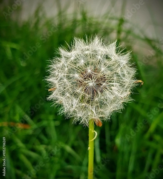 Obraz flores y macro