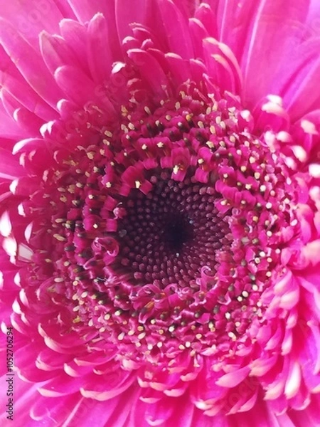 Obraz flores y macro