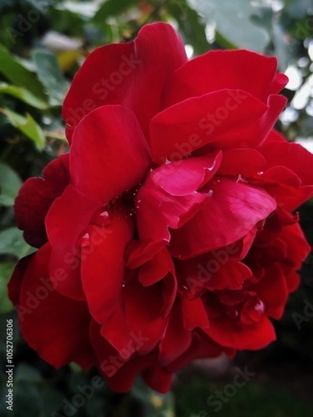 Obraz flores y macro