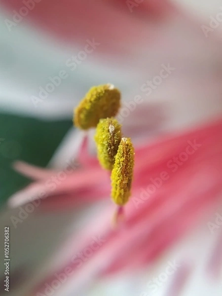 Obraz flores y macro