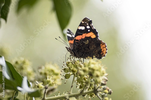 Obraz Admiral im Herbst