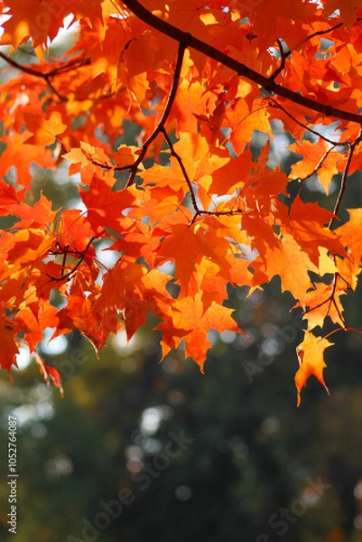Obraz Orange red maple tree with sun coming through leaves