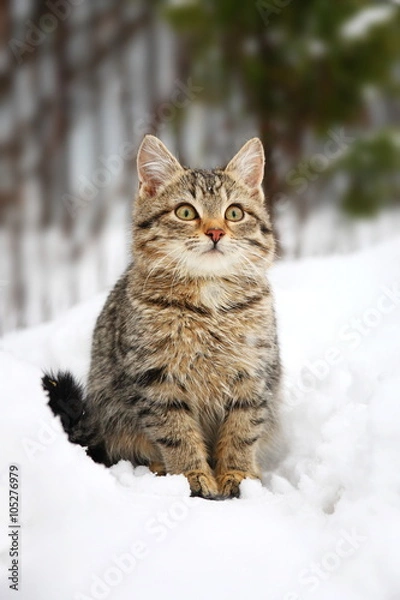 Fototapeta Котенок на снегу