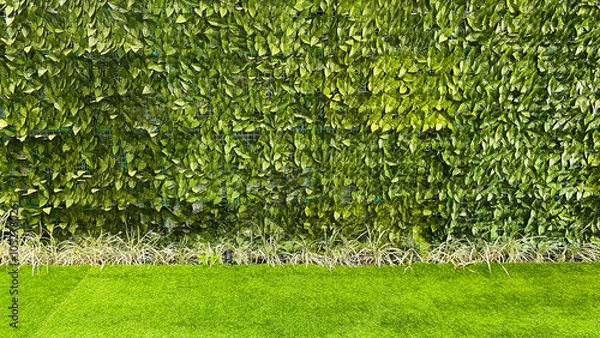 Fototapeta A wall covered in dense green foliage with artificial grass in front. Artificial plant for background