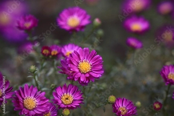 Obraz Kwitnące fioletowe kwiatki - jesienne astry