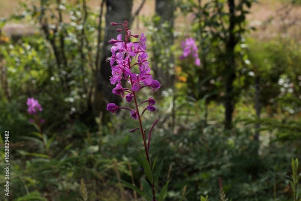 Fototapeta Fireweed in the forest