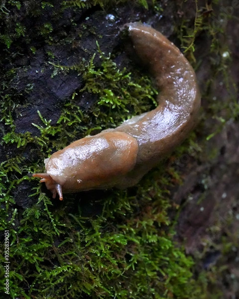 Obraz banana slug on tree