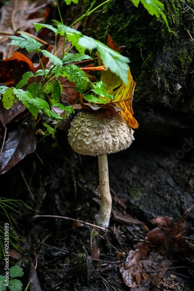 Obraz mushrooms in the forest