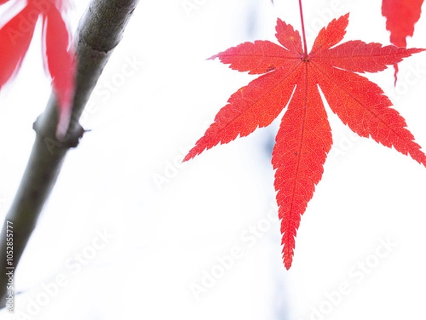 Fototapeta 白色の背景と赤色に紅葉したもみじと枝