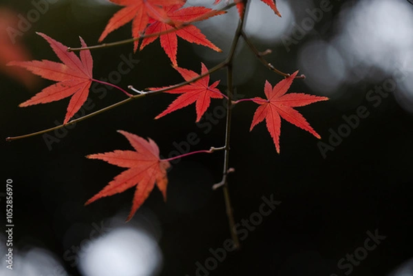 Fototapeta 黒い背景と赤色に紅葉したもみじの葉