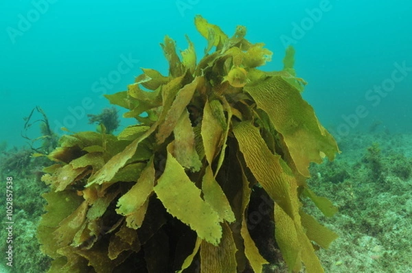 Fototapeta Tangled fronds of brown seaweed Ecklonia radiata in shallow murky bay. Location: Leigh new Zealand