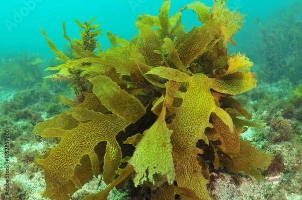 Fototapeta Tangled fronds of brown kelp Ecklonia radiata in shallow murky bay. Location: Leigh new Zealand