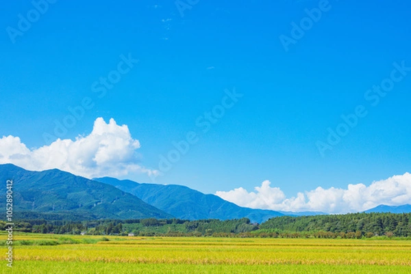Obraz 青空と田んぼ