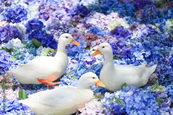 Obraz 【茨城県桜川市】雨引観音の池に浮かぶ紫陽花とアヒル