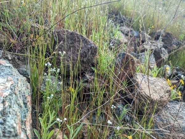 Obraz rocks in tall grass