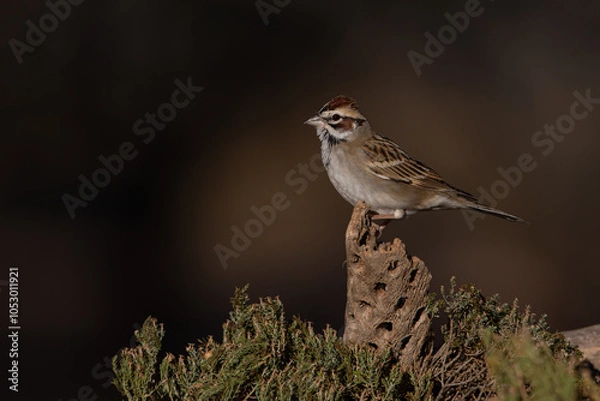 Obraz Lark Sparrow