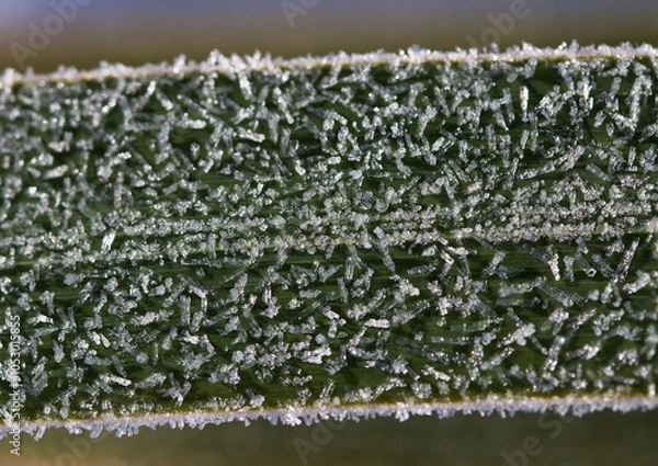 Fototapeta Crystallized frost on a green iris leaf. Macro. Ice crystals close up. Cold day.