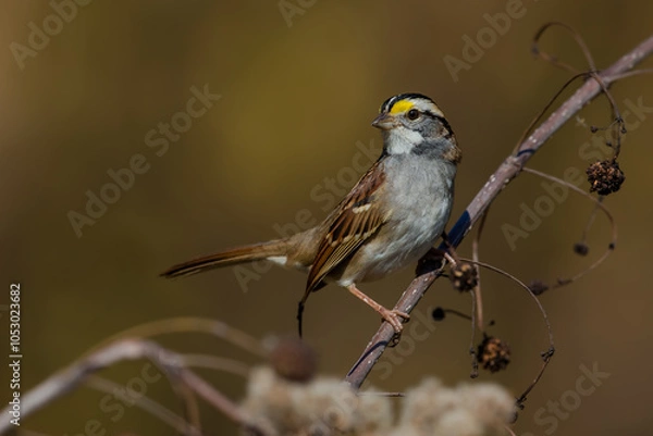 Obraz White-throated Sparrow