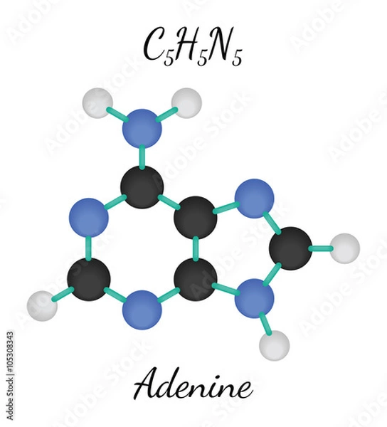 Fototapeta C5H5N5 adenine molecule