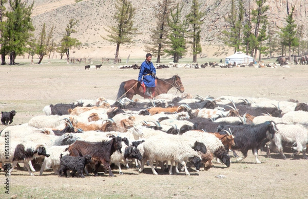 Obraz Mongolian herders