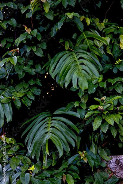 Obraz A close-up of lush green leaves, with a dark and moody background. The leaves are large and tropical, creating a sense of abundance and nature.