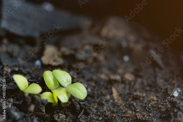 Obraz A close-up macro photograph of a tiny green plant with vibrant leaves emerging from fertile, dark soil.