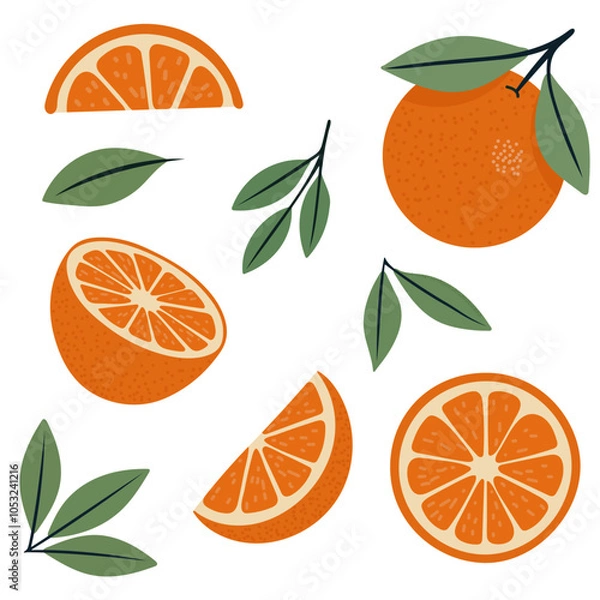 Fototapeta A set of oranges with leaves. Vector botanical illustration. A set of citrus tropical fruits. Summer design for template, poster, postcard, fabric, banner, cover.