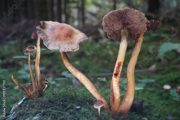Obraz Der Herbst in unseren Wäldern Pilze,Nebel,Regen.
