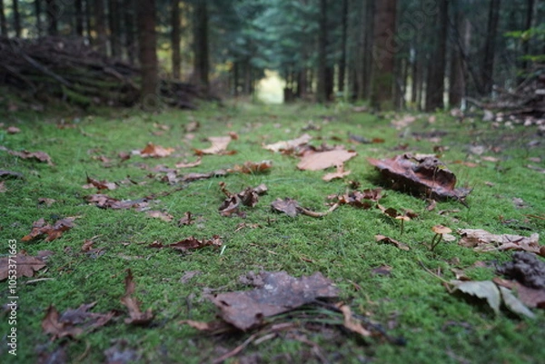 Obraz Der Herbst in unseren Wäldern Pilze,Nebel,Regen.