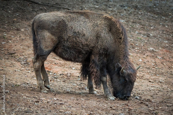 Obraz American Bison Grazing on Bare Ground in Its Natural Habitat