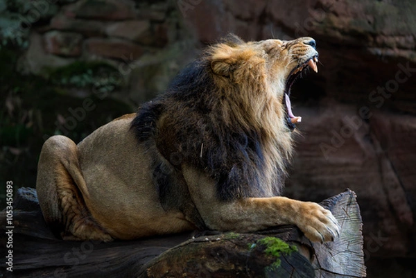 Obraz Asiatic Lion Relaxing on a Cut-Down Tree While Yawning