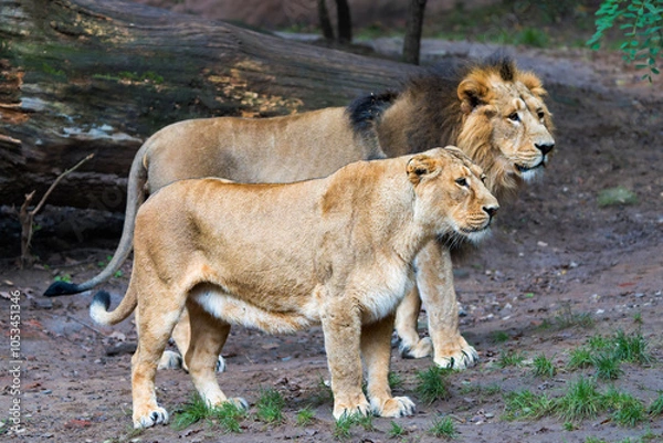 Obraz Majestic Pair of Asiatic Lions Standing Together in Their Natural Habitat