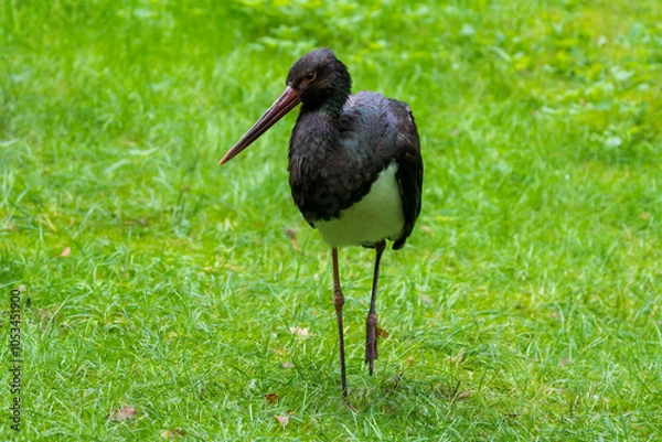 Obraz European Black Stork Gracefully Walking Through a Meadow
