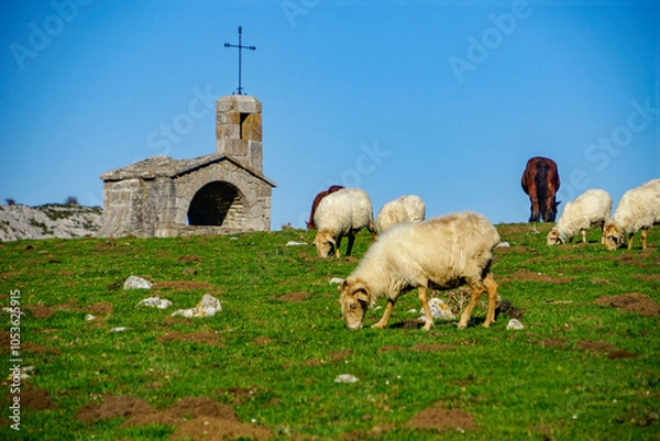 Obraz Sheep in Covadonga Lakes, Picos de Europa- beautiful spot in Spain, Asturias
