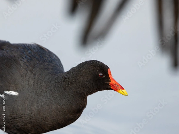 Obraz Common Moorhen