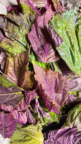 Fototapeta 紫と緑のカラフルな紫蘇