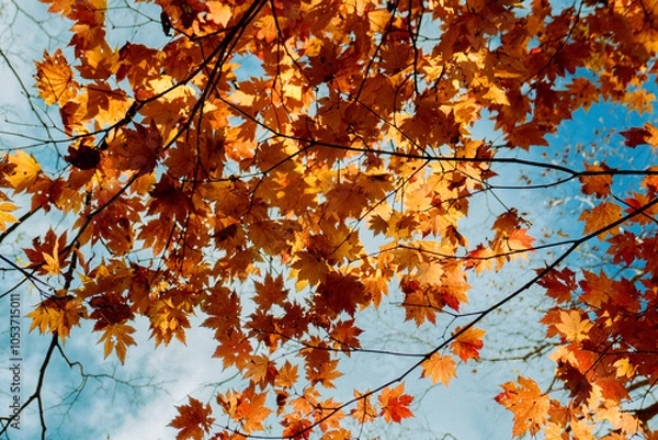 Fototapeta 青空に映える紅葉