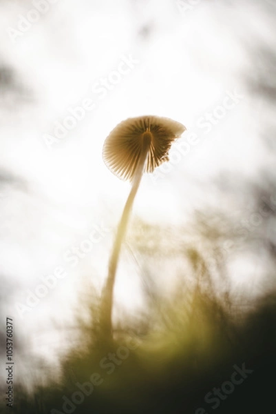 Fototapeta Mushroom from below