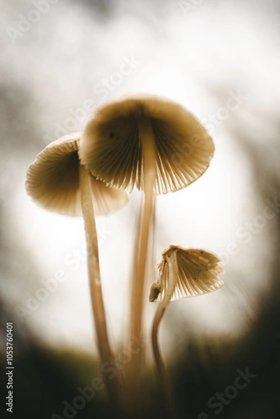 Fototapeta Mushroom from below