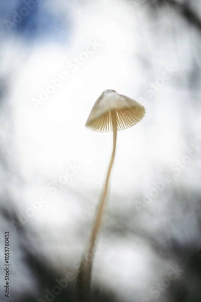Obraz Mushroom from below